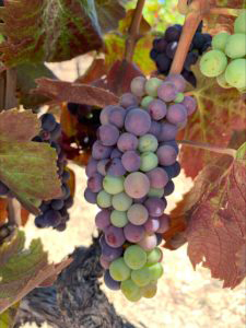 Close-up of red wine grapes ready for harvest