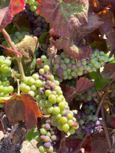 Fresh ripe grapes hanging on a vine in Napa Valley