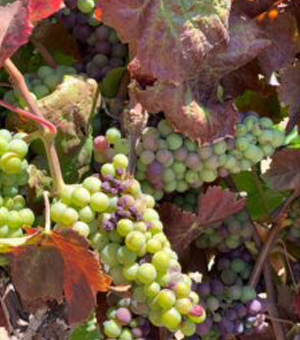 Hand-picked wine grapes