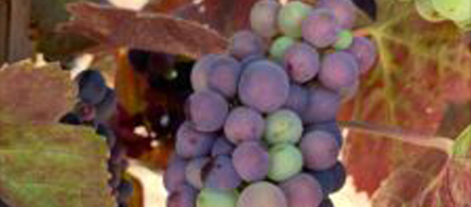 Green and purple grapes growing in a scenic vineyard
