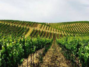 A historic winery surrounded by scenic larson family winery